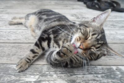 Tabby cat lounging on a weathered wooden deck licking a front paw. He looks blissful.